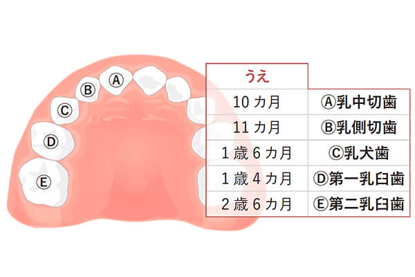 赤ちゃんの歯が生える時期