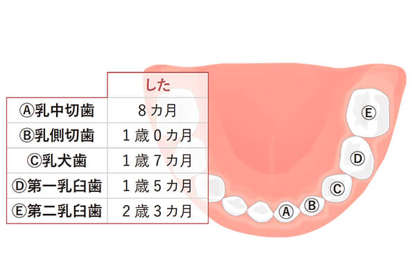 赤ちゃんの歯が生える時期